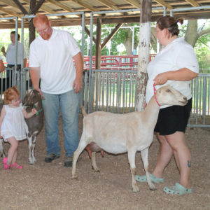 Goats being shown at the Ford County Fair in Melvin, Illinois