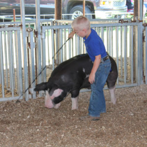 Showing pigs at the Ford County Fair in Melvin, Illinois